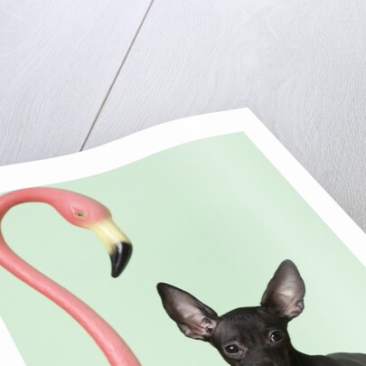 Chihuahua next to pink flamingo by Anonymous