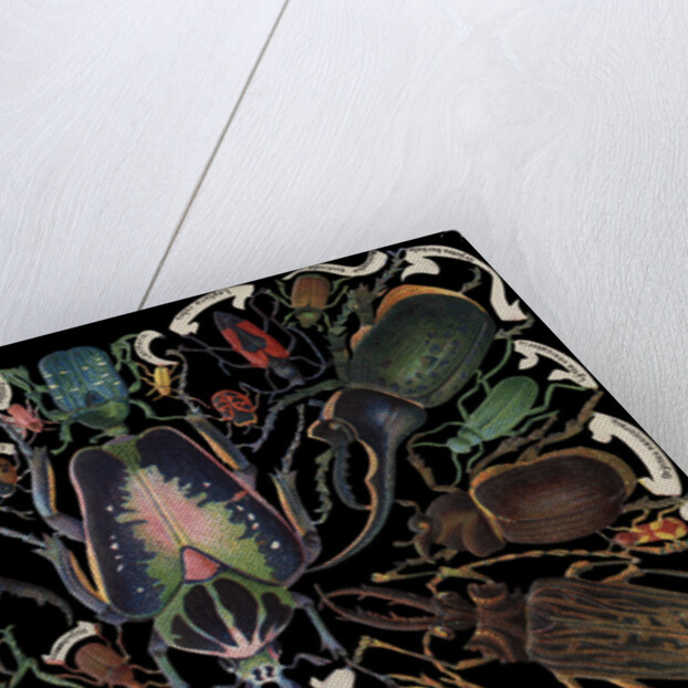 Die-Cut Scrap with Variety of Beetles by Anonymous