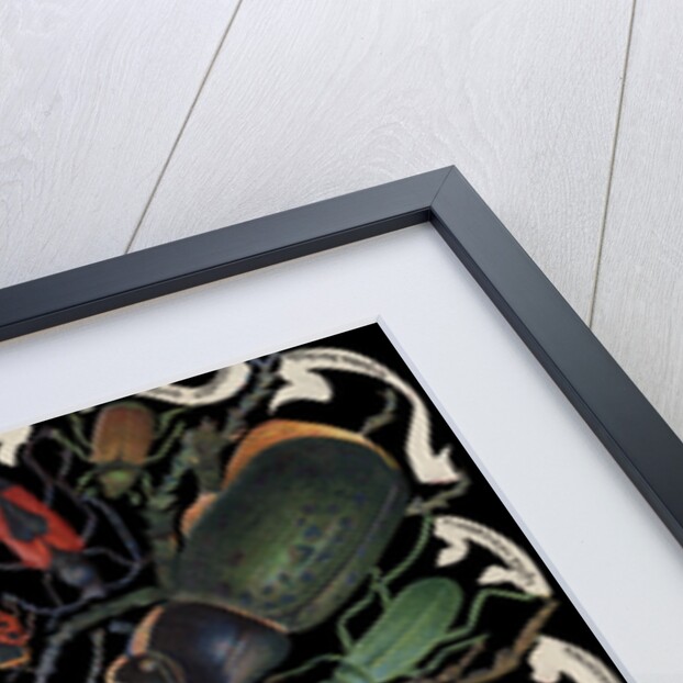 Die-Cut Scrap with Variety of Beetles by Anonymous