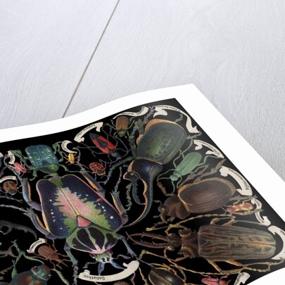 Die-Cut Scrap with Variety of Beetles by Anonymous