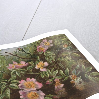 Postcard with Flowers Reflected in Water by Anonymous