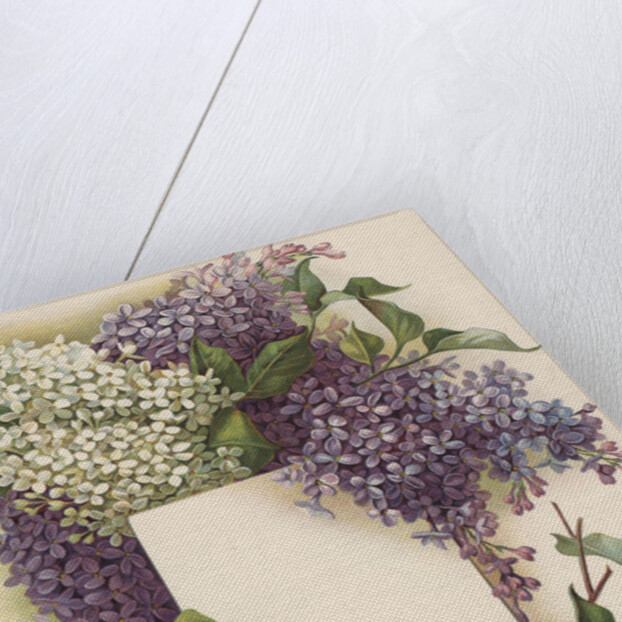 Victorian Illustration of Lilac Border by Anonymous