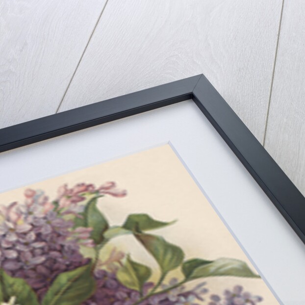 Victorian Illustration of Lilac Border by Anonymous
