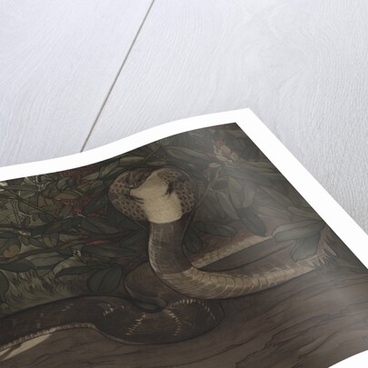 Rikki-Tikki by Charles Maurice Detmold