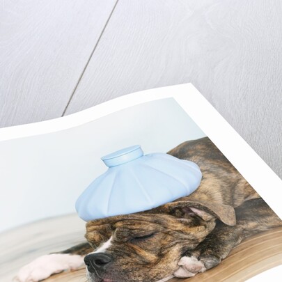 English bulldog feeling sick by Anonymous