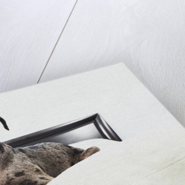 Great Dane on bed by Anonymous