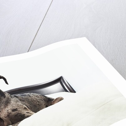 Great Dane on bed by Anonymous