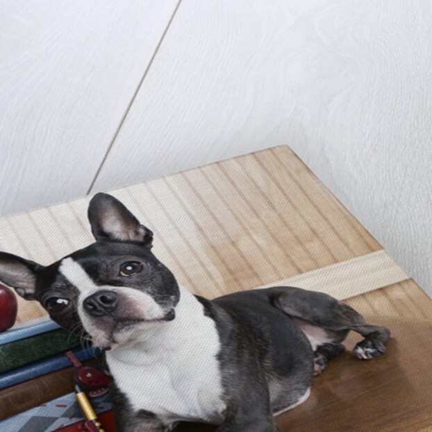 Boston terrier sitting next to a stack of books by Anonymous