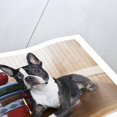 Boston terrier sitting next to a stack of books by Anonymous