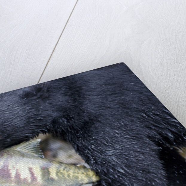 Black Bear and Chum Salmon in Alaska by Anonymous