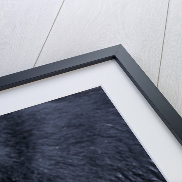 Black Bear and Chum Salmon in Alaska by Anonymous