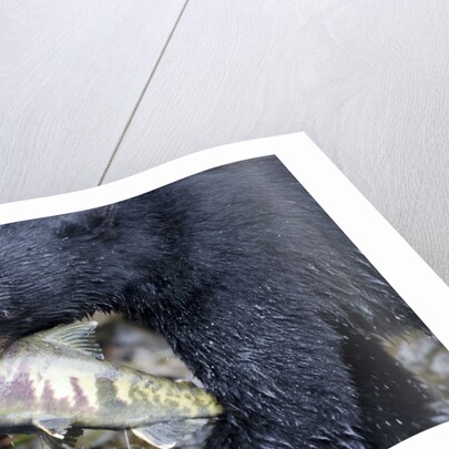 Black Bear and Chum Salmon in Alaska by Anonymous