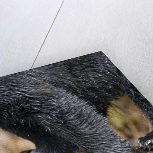 Close-Up View of Black Bear Claws in Alaska by Anonymous