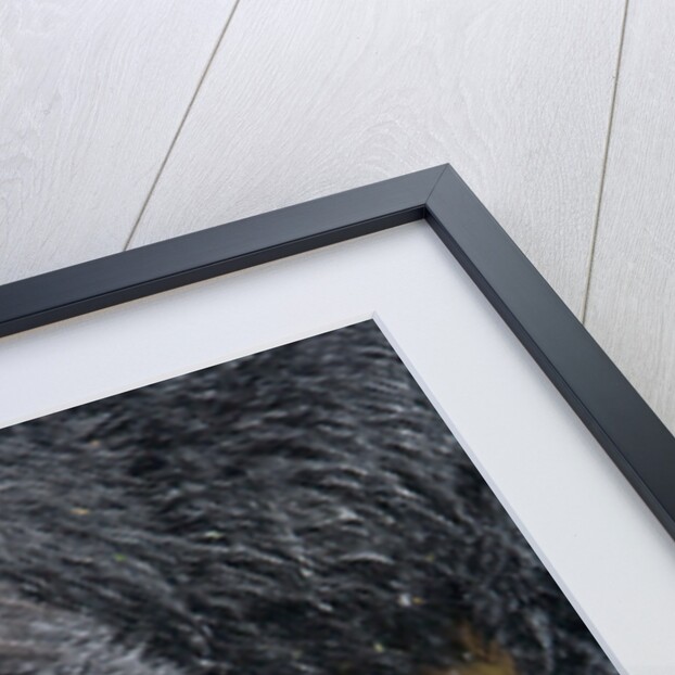 Close-Up View of Black Bear Claws in Alaska by Anonymous