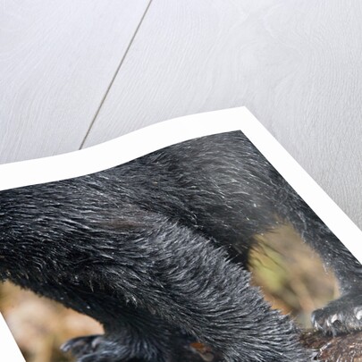 Close-Up View of Black Bear Claws in Alaska by Anonymous
