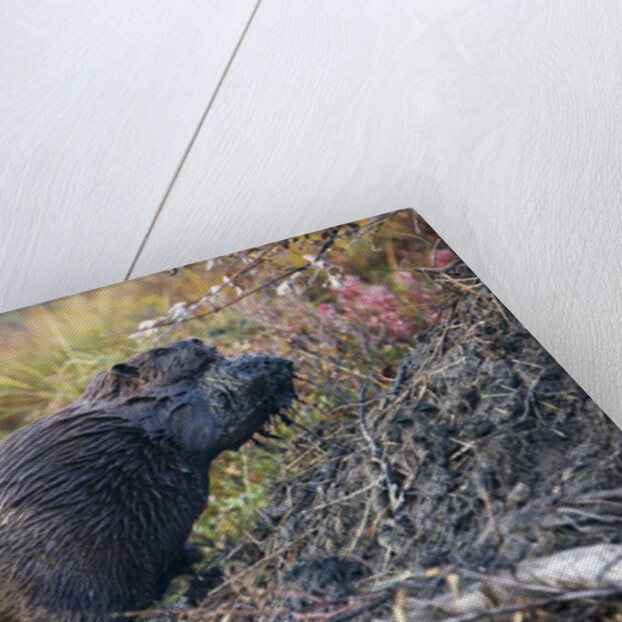 Beaver in Denali National Park by Anonymous