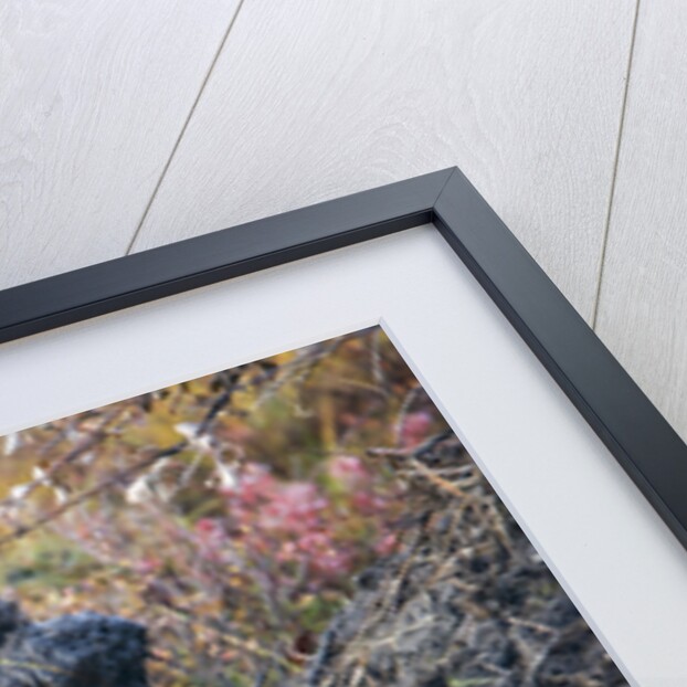 Beaver in Denali National Park by Anonymous
