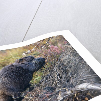 Beaver in Denali National Park by Anonymous