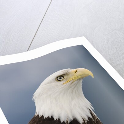 Bald Eagle in Tongass National Forest by Anonymous