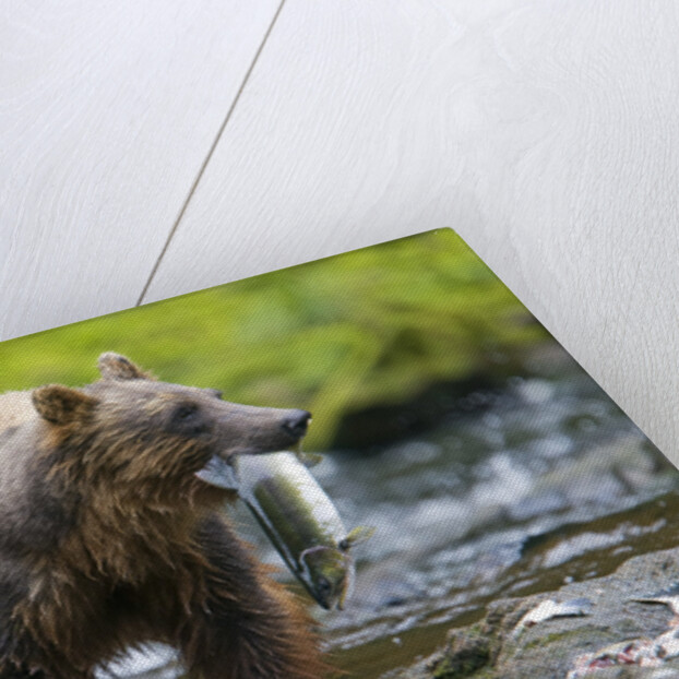 Brown Bear Catching Sockeye Salmon in Alaska by Anonymous