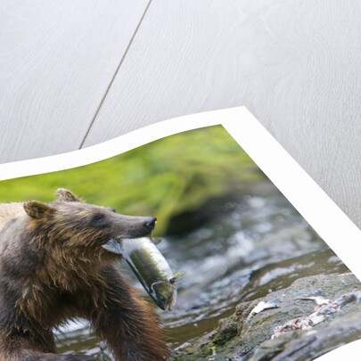 Brown Bear Catching Sockeye Salmon in Alaska by Anonymous