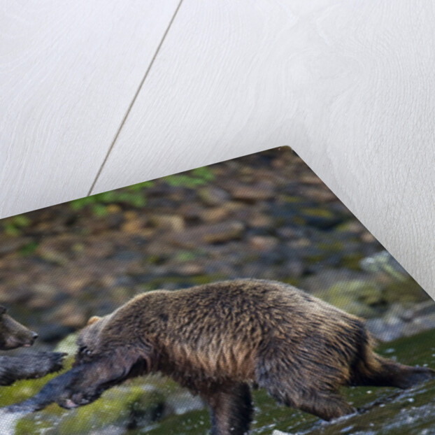 Brown Bears Sparring in Freshwater Bay by Anonymous