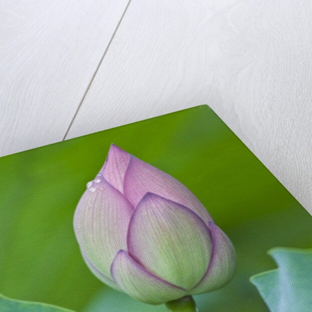 Water Lily Bud in Shinobazu Pond in Tokyo by Anonymous