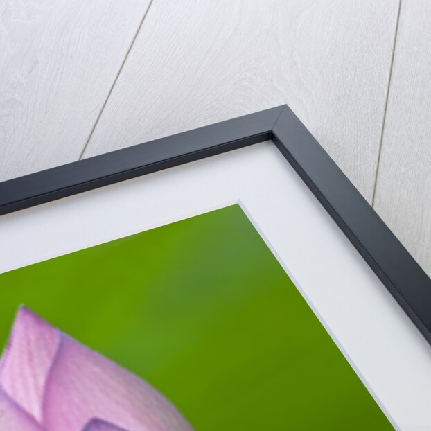 Water Lily Bud in Shinobazu Pond in Tokyo by Anonymous