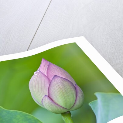 Water Lily Bud in Shinobazu Pond in Tokyo by Anonymous