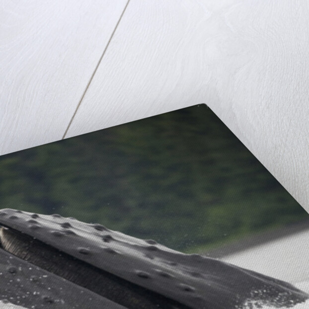 Humpback Whales Feeding in Frederick Sound by Anonymous