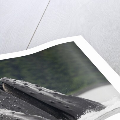 Humpback Whales Feeding in Frederick Sound by Anonymous