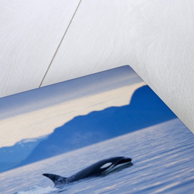 Orca or Killer Whale in Frederick Sound by Anonymous