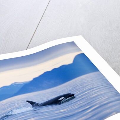 Orca or Killer Whale in Frederick Sound by Anonymous