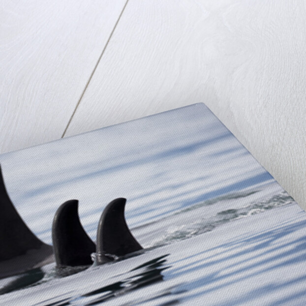 Pod of Orca Whales in Stephens Passage by Anonymous
