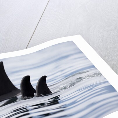 Pod of Orca Whales in Stephens Passage by Anonymous