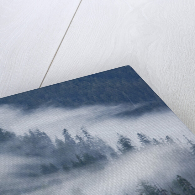 Fog Rolls Through Forest in Misty Fjords National Monument by Anonymous