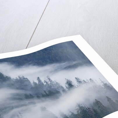 Fog Rolls Through Forest in Misty Fjords National Monument by Anonymous