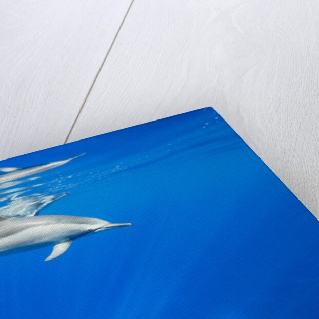 Spinner Dolphins Underwater Along Hawaii's Kona Coast by Anonymous