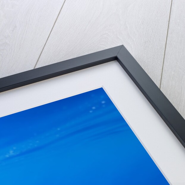 Spinner Dolphins Underwater Along Hawaii's Kona Coast by Anonymous