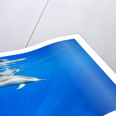 Spinner Dolphins Underwater Along Hawaii's Kona Coast by Anonymous