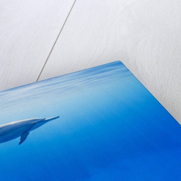 Spinner Dolphin Underwater on Hawaii's Kona Coast by Anonymous