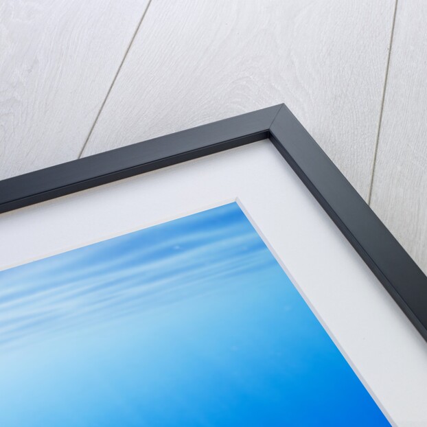Spinner Dolphin Underwater on Hawaii's Kona Coast by Anonymous
