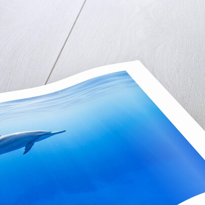 Spinner Dolphin Underwater on Hawaii's Kona Coast by Anonymous