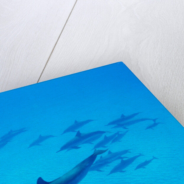 School of Spinner Dolphins on Hawaii's Kona Coast by Anonymous