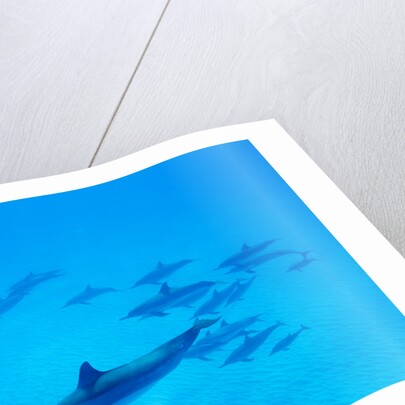 School of Spinner Dolphins on Hawaii's Kona Coast by Anonymous