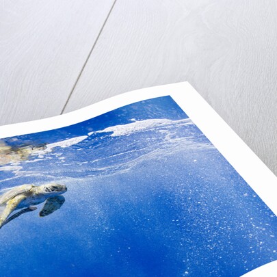 Underwater View of Green Sea Turtle in Hawaii by Anonymous
