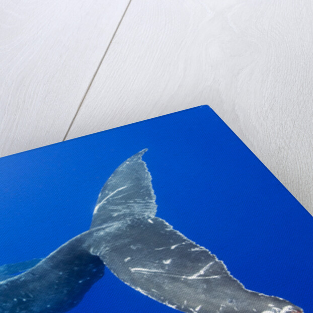 Humpback Whale Diving From Surface by Anonymous