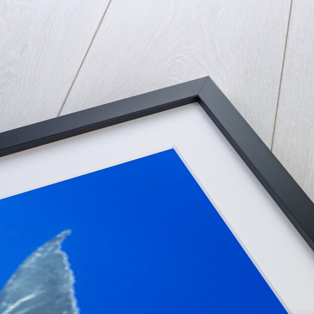 Humpback Whale Diving From Surface by Anonymous