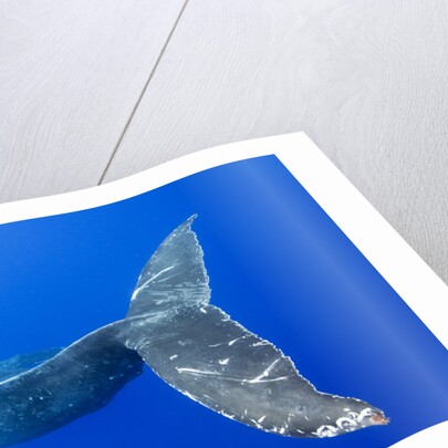 Humpback Whale Diving From Surface by Anonymous