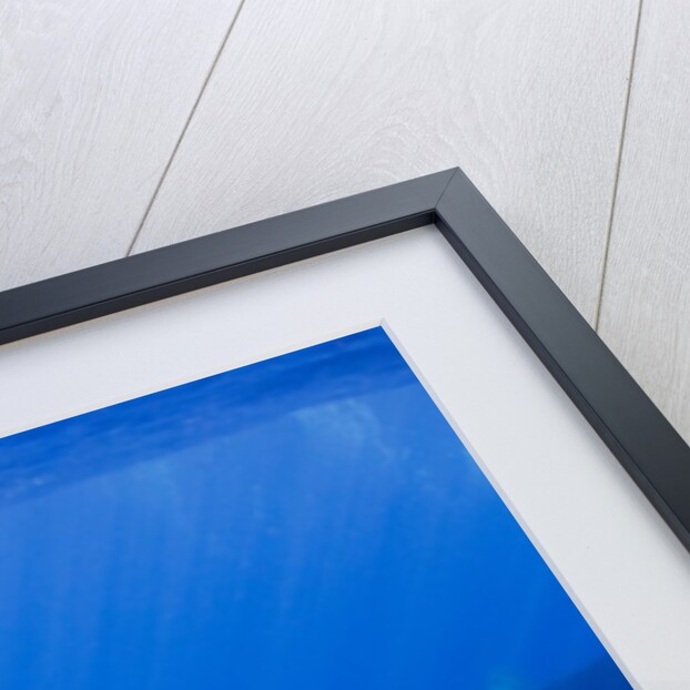 Humpback Whale Underwater by Anonymous
